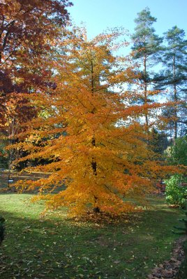 Nyssa sylvatica - tupela lesní - podzimní habitus